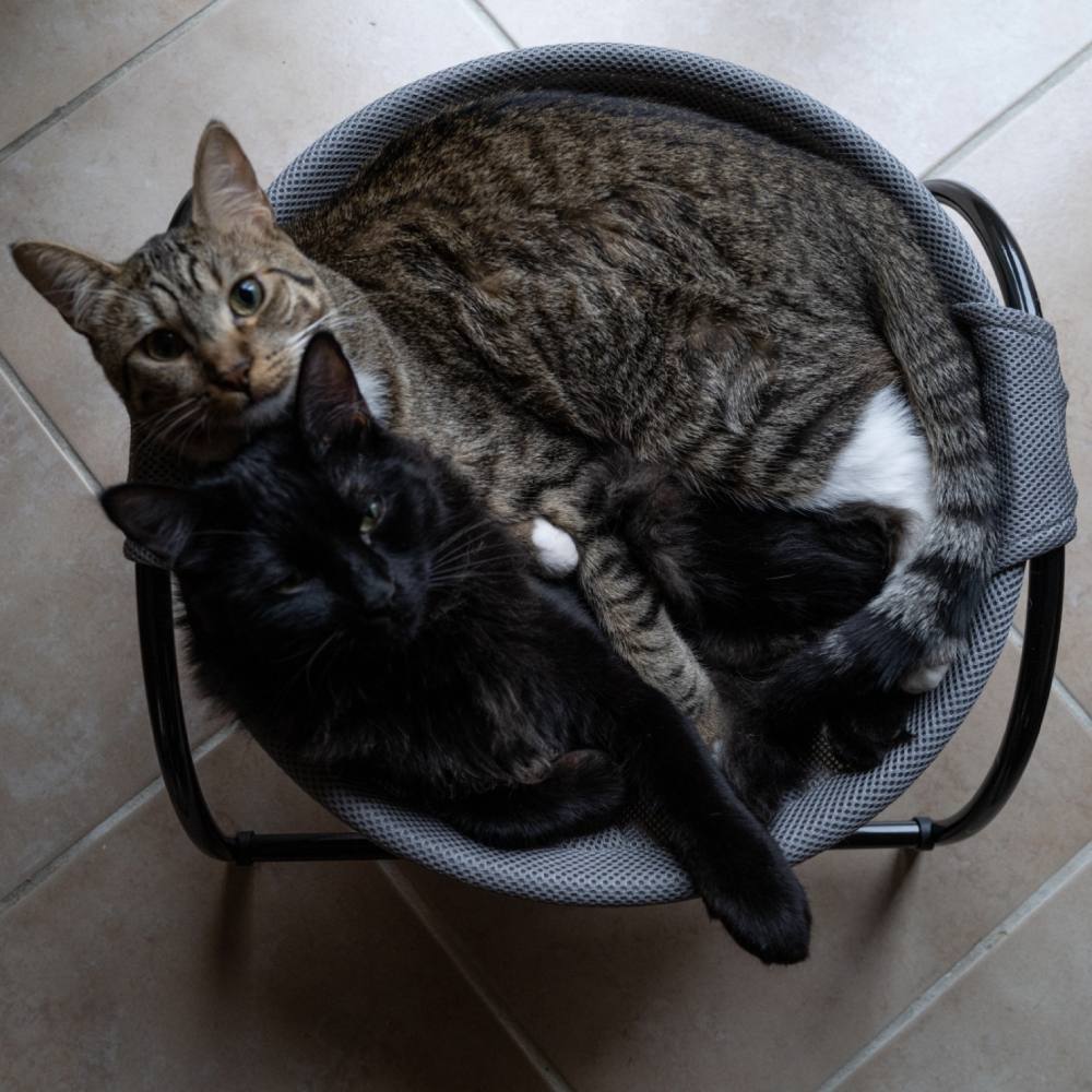 Cat Hammock Bed, Pink: image 2