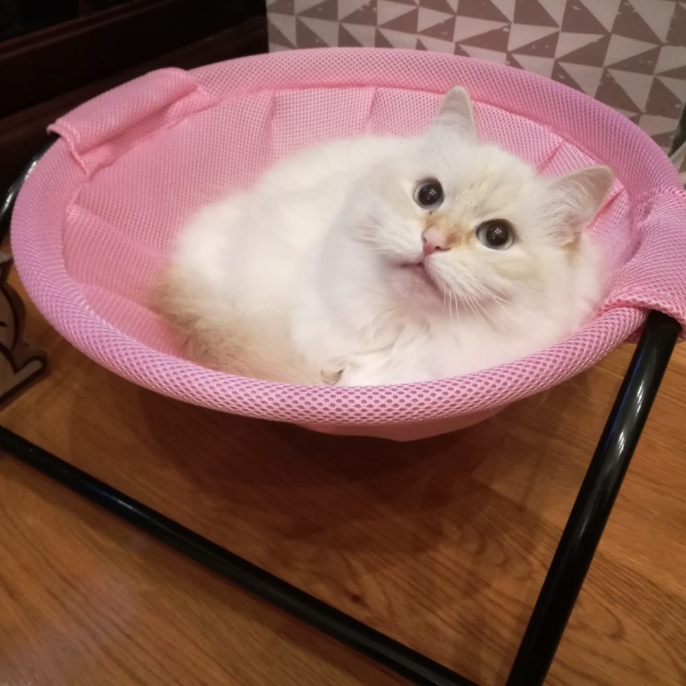 Cat Hammock Bed