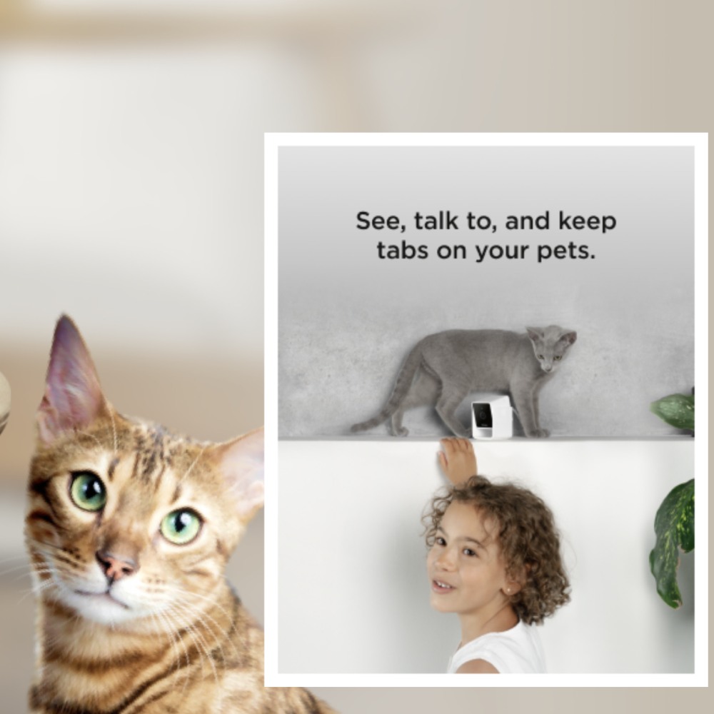 1080p Pet Camera with Two Way Audio: image 4