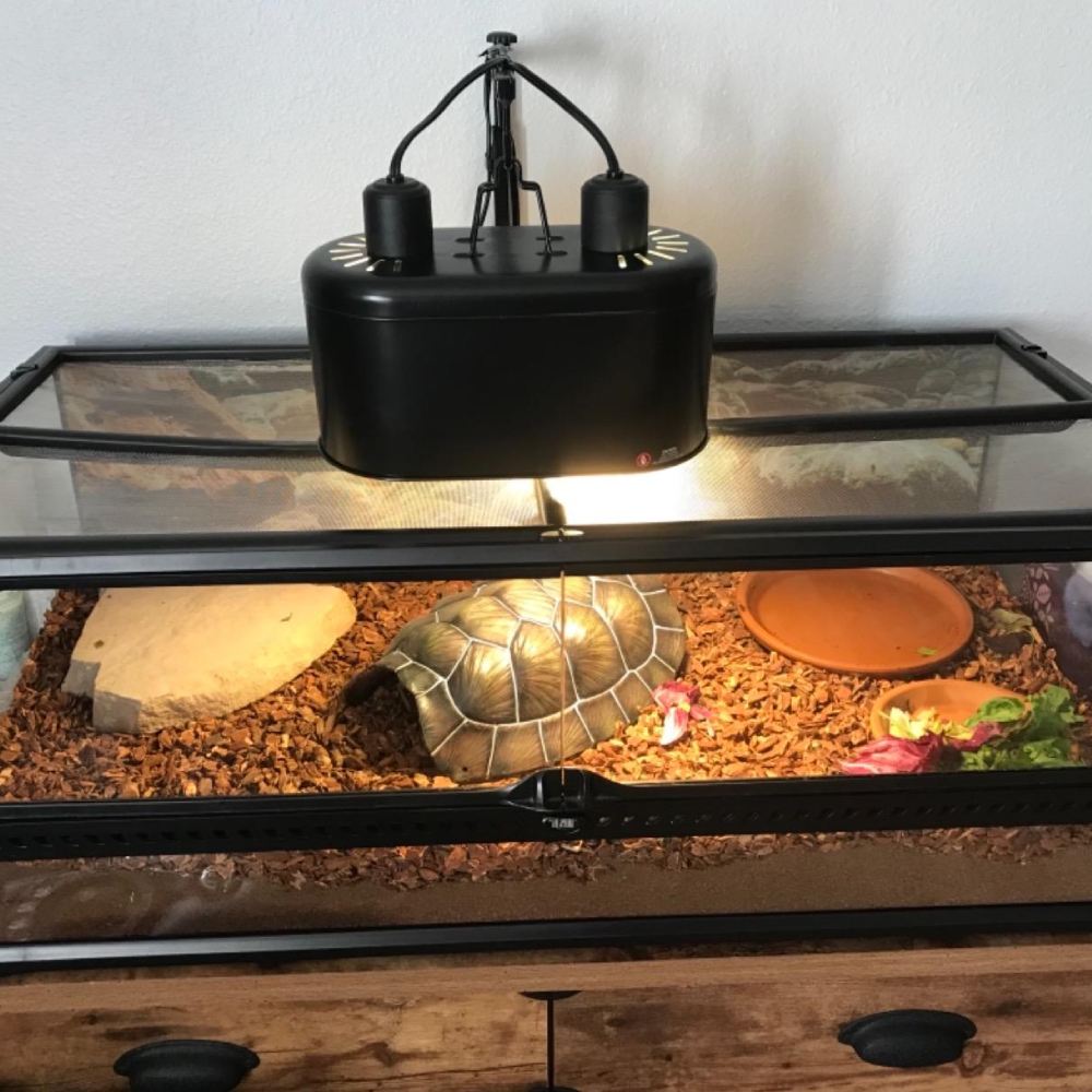 Dual Dome Reptile Light Fixture: image 4