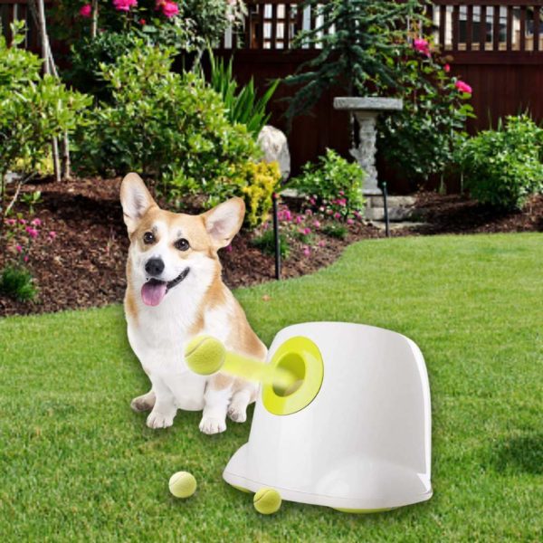 buy automatic dog ball launcher online